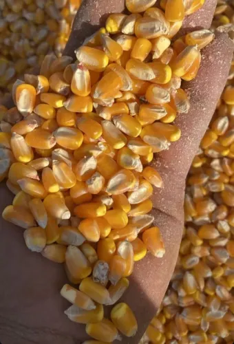 Somos a Fazenda Direto e comercializamos produtos agrícolas de alta qualidade,