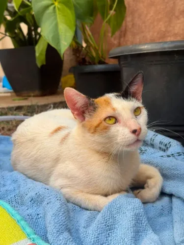 Gata para adoção