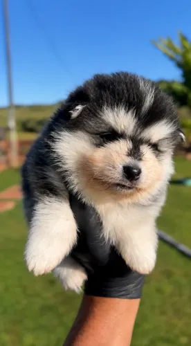Filhotes de Pomsky