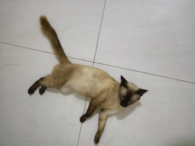 Animal de estimação 