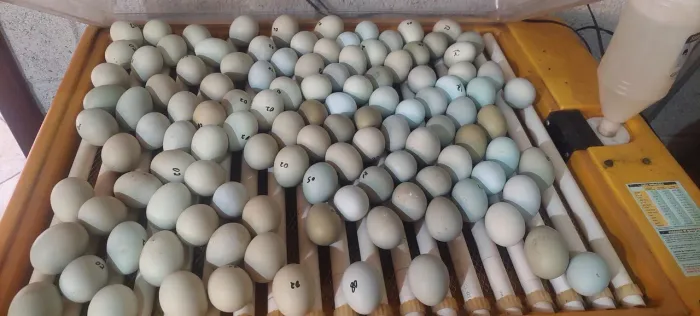 Franguinhos de ovos azuis