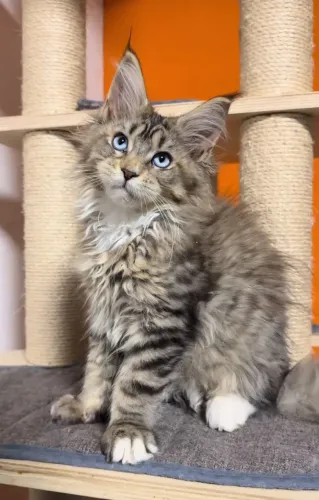 Filhotes de mainecoon 