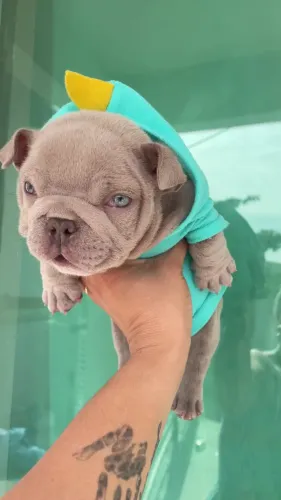 Exotic Bully Nano Alto Padrão Genético 