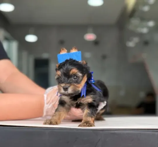 Yorkshire macho- lindos filhotes disponíveis com vacina em dia e cheia de carinho!