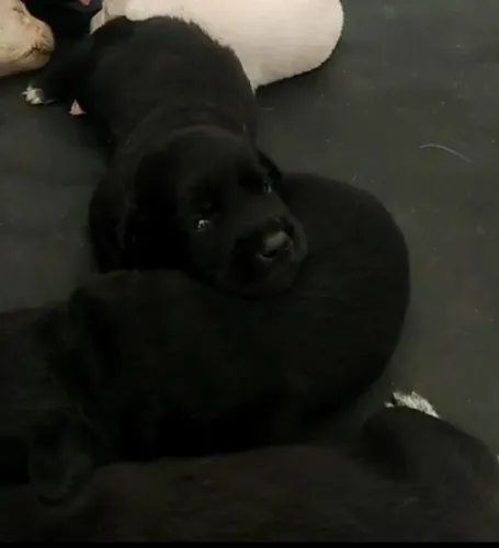 Vendo labradores branco e pretos, leia a descrição. 