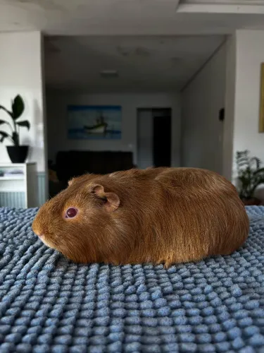 Porquinho da índia filhote