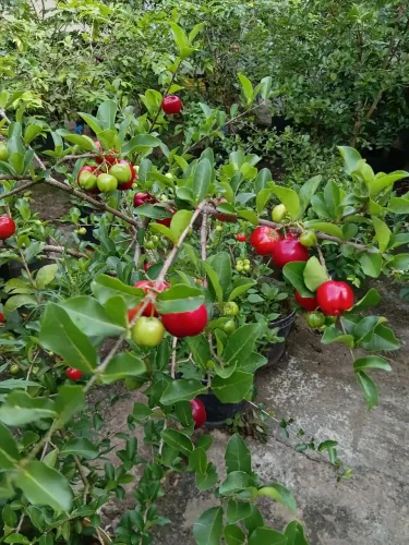 Mudas de acerola