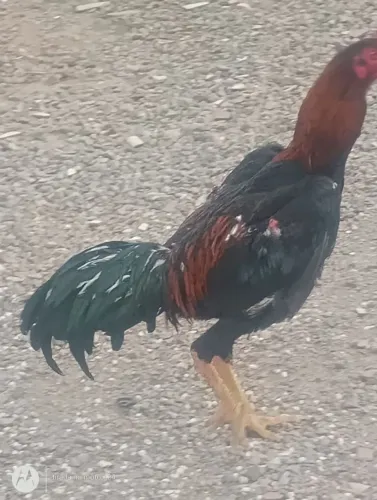 Galo índio
