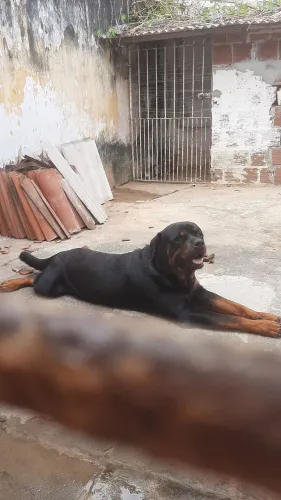 Cao rotiwallei cabeça de touro disponível para cruzar