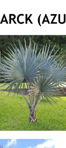 Plantas e jardinagem 