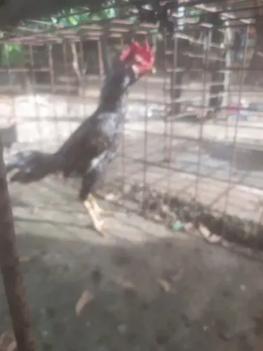 Frango 