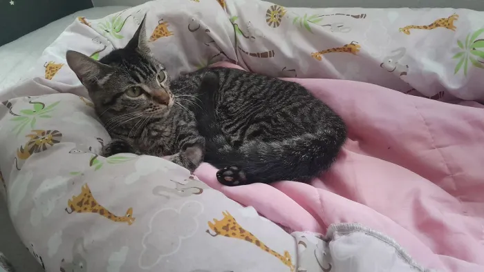 Gatinha disponível para lar telado