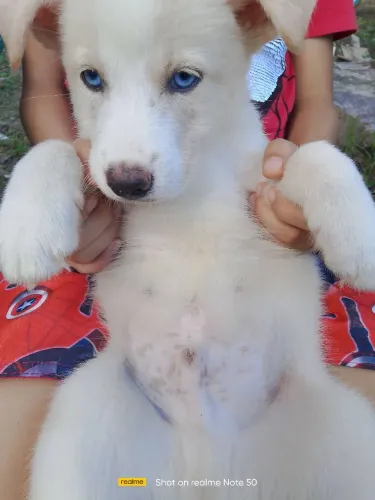 Husky Siberiano