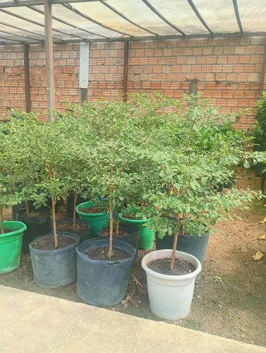 Mudas de árvore 7 copas 