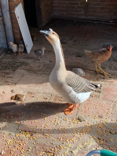 Ganso sinaleiro macho troco por fêmea 