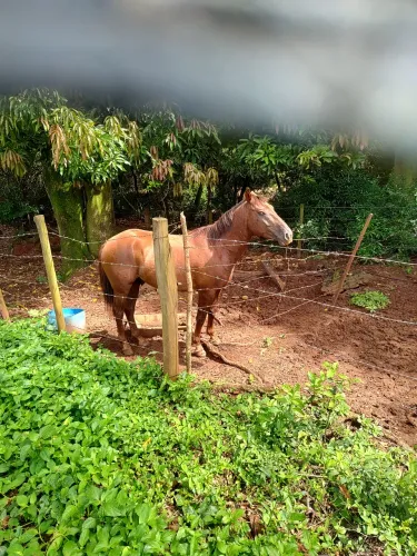 Cavalo quarto de milha com crioulo de 3 anos e 4 meses cor alazão