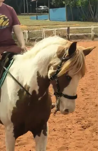 Garanhão pampa paint horse