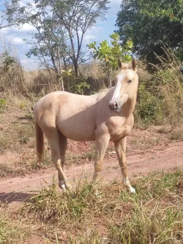 Cavalo garanhão quanto de milha puro porém sem registro