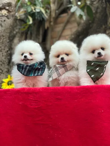 Lulu da pomerania de alto padrão! Entregamos ainda hoje