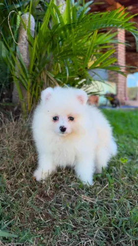 Lulu da Pomerania 