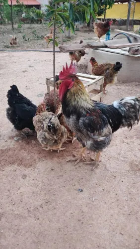 Pintinhos GSB ( GALINHA BALÃO SERTANEJA)