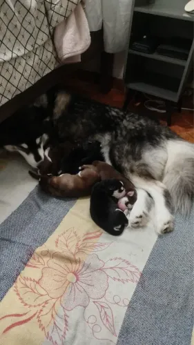 Husky siberiano puro