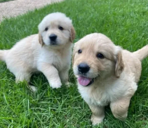 Golden Retriever Filhotes Dourados Perfeitos.