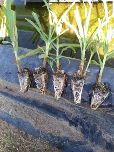 Mudas e gemas capim brs kurumim e açu 