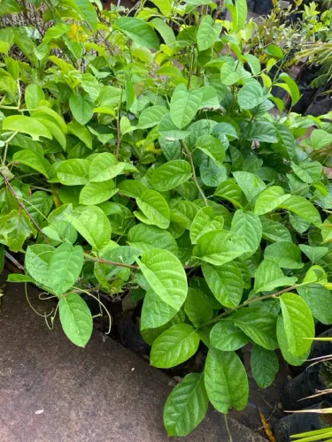 Muda de maracujina