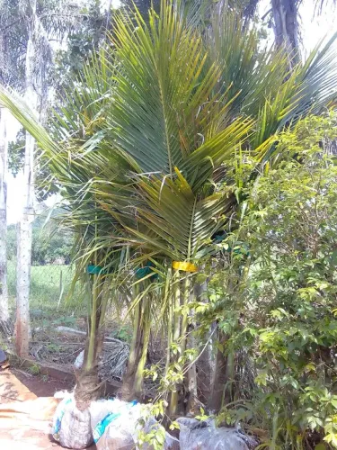 Coco anão 620 reais