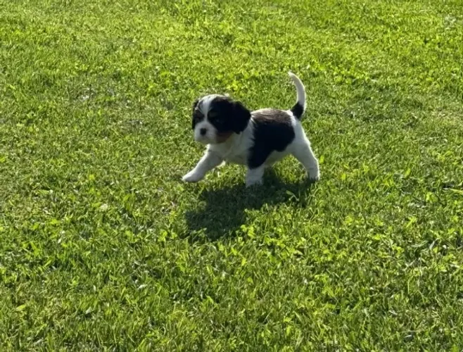 Cavalier King Macho com V8 Importada e Contrato de Saúde