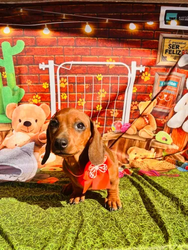 Teckel Dachshund salsicha pedigree opc