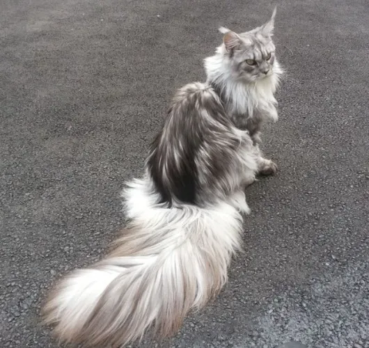 Maine Coon - Puro carisma