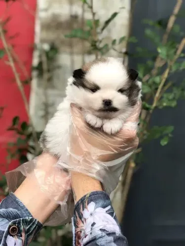 Spitz Alemão os mais saudaveis e legetimos pacotinhos de amor