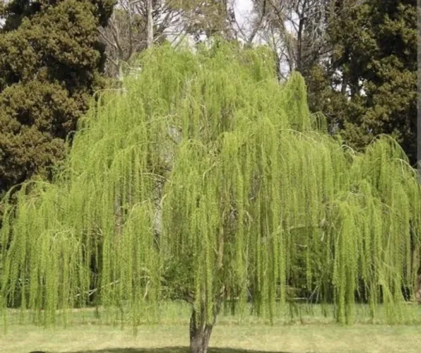 Linda Árvore Chorão para seu Jardim