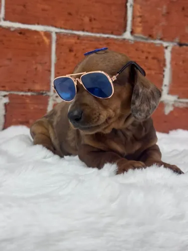 Filhote de Dachshund Charmoso