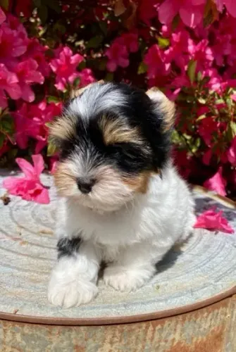 O luxo e a delicadeza do Biewer Terrier te esperam