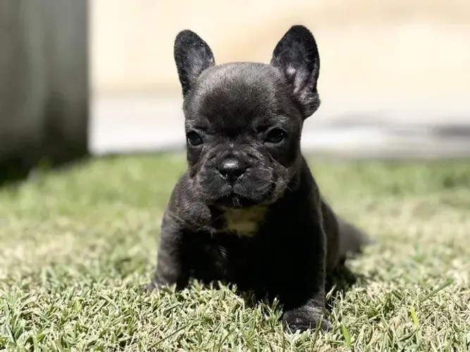 Bulldog Frances Chamar whats *