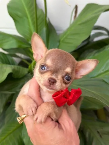 Chihuahua