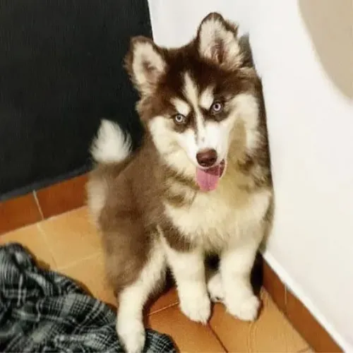 Husky Siberiano - Filhote Forte e Elegante