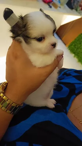 Chihuahua com Árvore Genealógica Atestando sua Linhagem, que Comprova sua Pureza Racial!