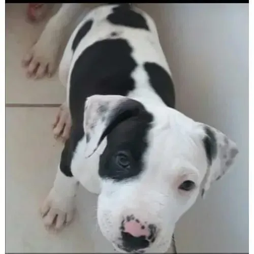 Filhote de Pitbull abana o rabo de eterna gratidão
