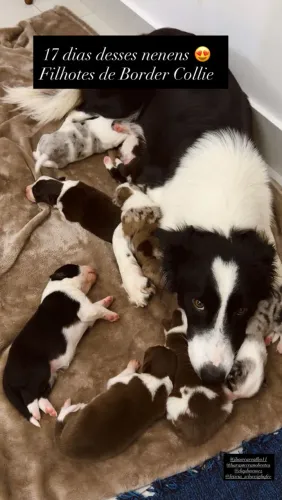 Filhotes Border Collie