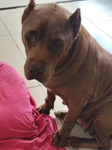 Cadela linda e muito carinhosa