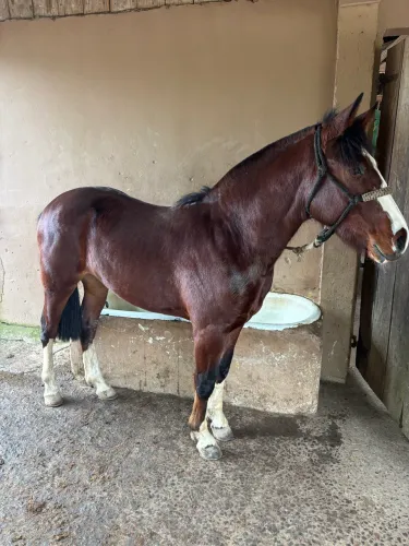 Cavalo