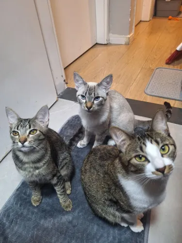 Doação de Três Gatos