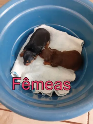 Pinscher fêmea zero