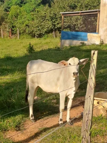 GARROTES BEM CUIDADOS 
