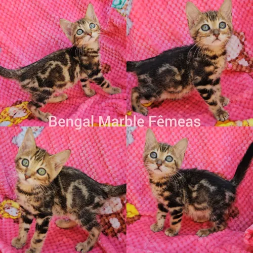 Bengal Filhotes - Gatil BSB Cat