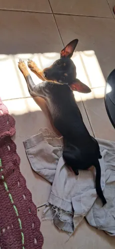 Pet